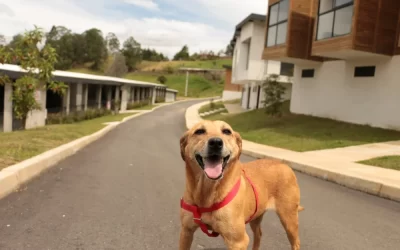 Indignante se registró el abandono de tres caninos en Rionegro